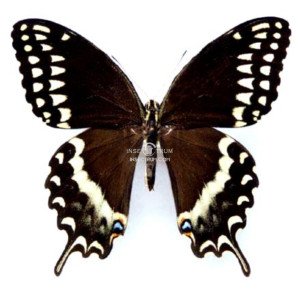 PAPILIO PALAMEDES LEONTIS